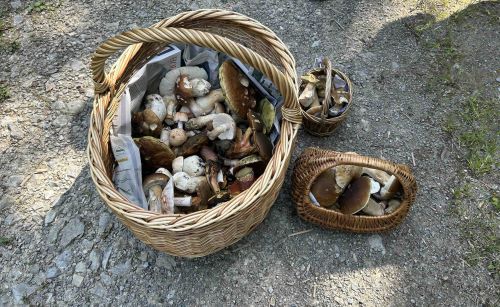 Volle Pilzkörbe mit vielen Steinpilzen; Foto Ralf 10.8.25