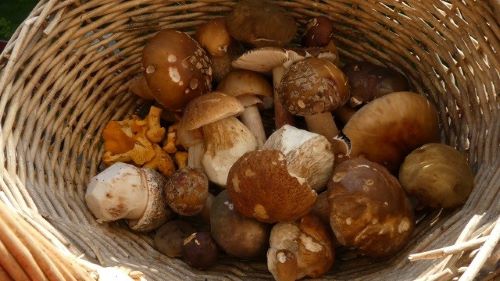 Voller Korb, Steinpilze, Perlpilze, Pfifferlinge; Foto Sepp 8.8.25