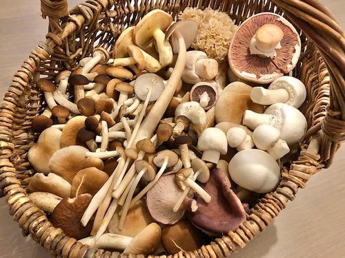 Schöner Pilzkorb mit Südlichen Ackerlingen. (Foto © Thomas) Schöner Pilzkorb mit Südlichen Ackerlingen. (Foto © Thomas)