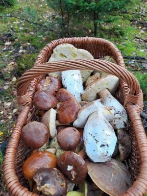 Voller Pilzkorb für Mario; Foto Mario 31.10.25 Voller Pilzkorb für Mario; Foto Mario 31.10.25