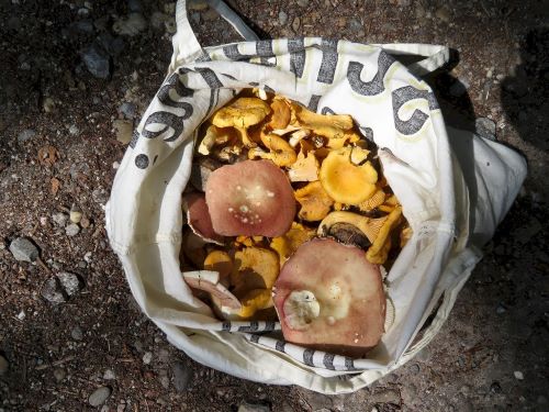 Ein Stoffbeutel voller Pilze; Foto Michael 20.6.25