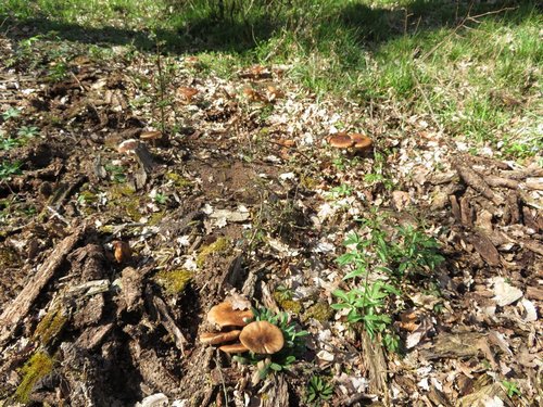 Voreilende Dachpilze Michael 6.4.23 Voreilende Dachpilze Michael 6.4.23