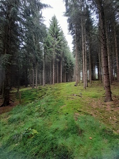 Wald1 Scuttle 6.8.23