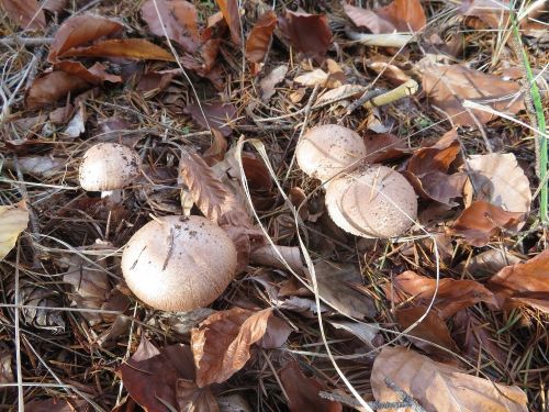 Späte Waldchampignons; Foto Michael 20.11.25 Späte Waldchampignons; Foto Michael 20.11.25