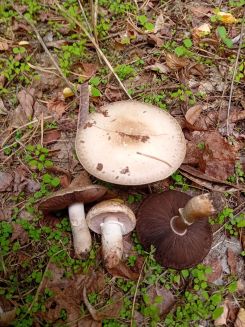 Waldchampignons; Foto Thomas 31.8.26 Waldchampignons; Foto Thomas 31.8.26