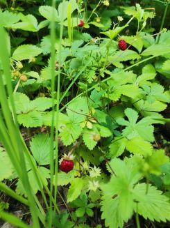 Walderdbeeren; Foto Fritz 13.6.25