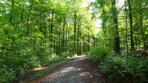 Waldstück im Deister; Foto Christine 23.10.26 Waldstück im Deister; Foto Christine 23.10.26