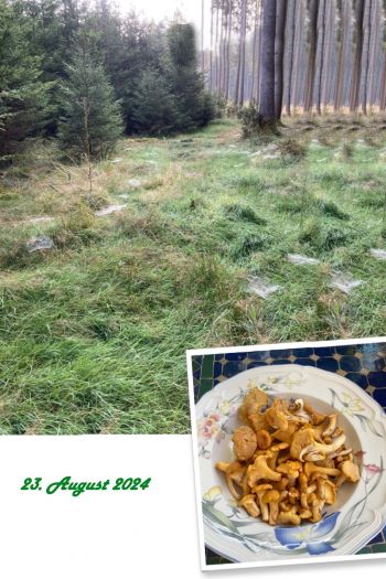 Waldlichtung mit Spinnennetzen in der Morgensonne; Collage/Foto Hans 23.8.24 Waldlichtung mit Spinnennetzen in der Morgensonne; Collage/Foto Hans 23.8.24