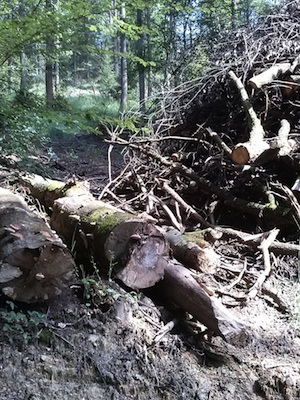 Zerstörter Wald (vorne) und intakter Wald (hinten); Foto © Peter H.