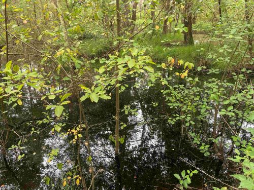 Größerer Wassertümpel im Burgwedeler Wald; Foto Uwe 12.7.24