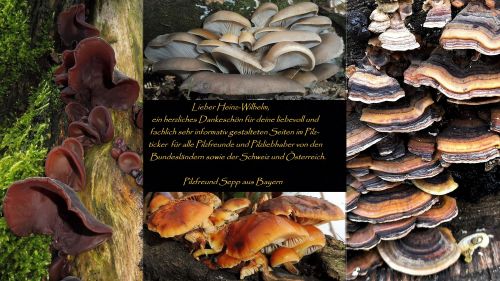 Weihnachtsgruß 2025 von Sepp; Foto Sepp 27.11.25