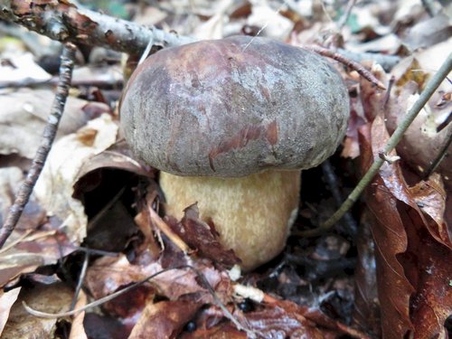 Ein Weißer Bronzeröhrling; Michael 12.8.23 Ein Weißer Bronzeröhrling; Michael 12.8.23