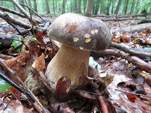 Noch ein Weißer Bronzeröhrling; Foto Michael 12.8.23 Noch ein Weißer Bronzeröhrling; Foto Michael 12.8.23