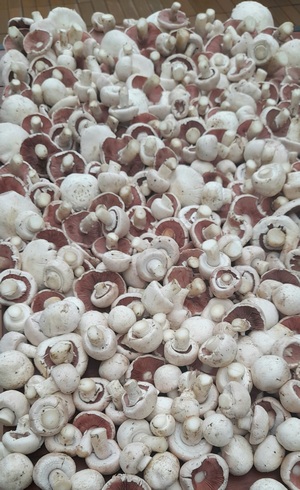 Champignons über Champignons (Foto © Michael) 14.9.2022 Champignons über Champignons (Foto © Michael) 14.9.2022