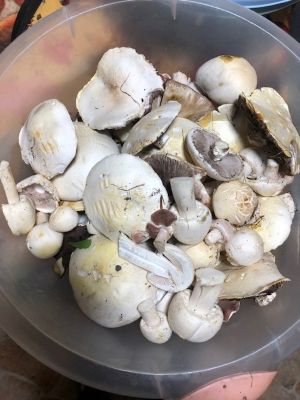 Wiesenchampignons, Anischampignons (gelbfleckig); Foto Carola 1.9.26