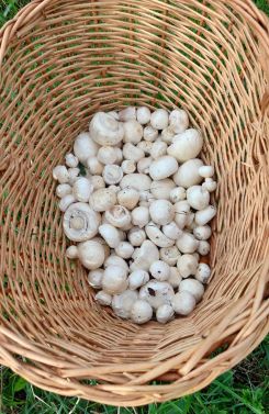 Blick in den Korb mit Wiesenchampignons; Foto 26.8.26