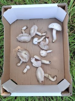 Wiesenchampignons; Foto Petra 29.8.26 Wiesenchampignons; Foto Petra 29.8.26