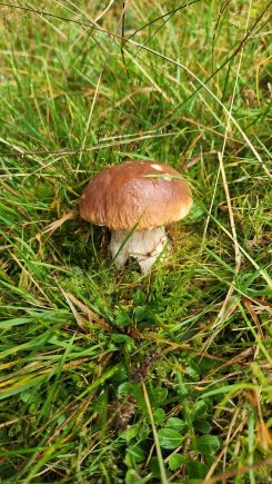 Wiesensteinpilz; Foto Florian 11.10.25