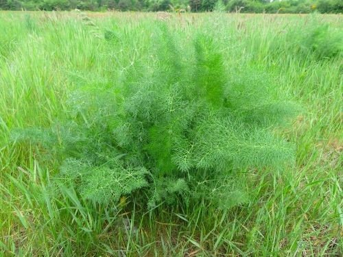 Wild wachsender Fenchel: Foto Michael 7.5.25