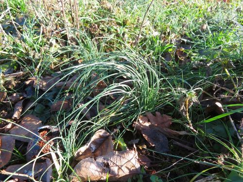 Wildwachsender Schnittlauch; Foto Michael 16.1.26