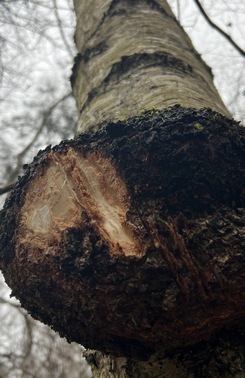 Wilde Verwachsung an Birke; Foto Heiko 22.1.24