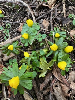 Winterlinge; Foto Heiko 5.2.24 Winterlinge; Foto Heiko 5.2.24