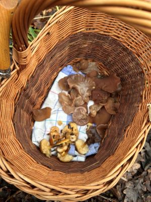 Kleiner Winterpilzfund; Foto Uwe 27.12.24