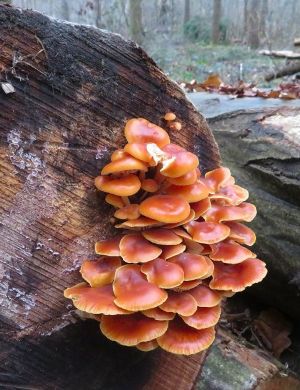 Ein ansehnliches Büschel Samtfußrüblinge; Foto Michael 23.12.25