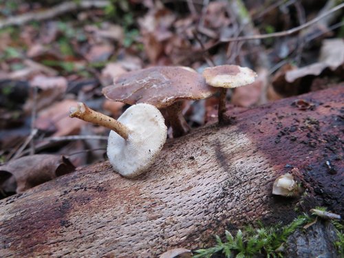 Winterstielporling Michael 30.12.22 Winterstielporling Michael 30.12.22