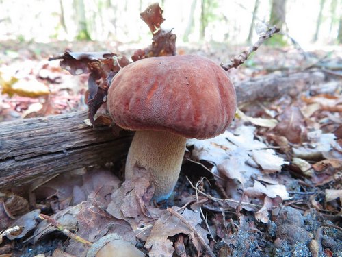 Ein wunderschöner Sommersteinpilz; Foto © Michael 27.8.23 Ein wunderschöner Sommersteinpilz; Foto © Michael 27.8.23