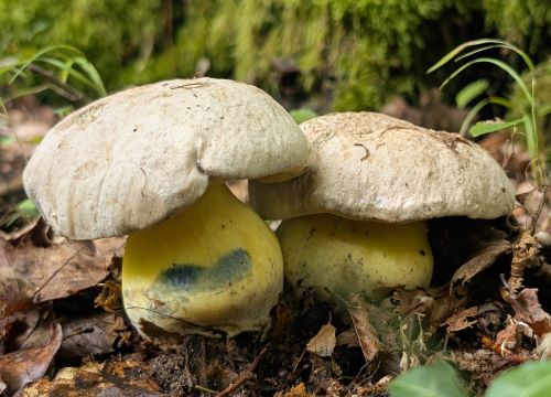 Wurzelnde Bitterröhrlinge; Foto Thomas 11.8.25