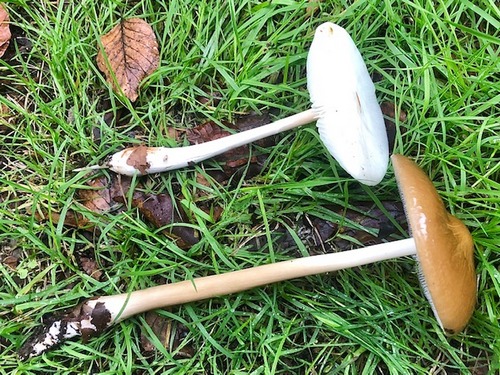 Wurzelnder Schleim1 Thomas 30.9.22