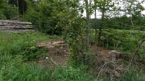 Zerstörter Steinpilzplatz; Foto Sepp 25.7.25