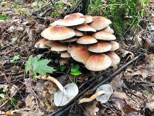 Ziegelrote Schwefelköpfe Thomas 30.9.22