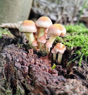 Schwach giftige Ziegelrote Schwefelköpfe; Foto Michael 2.9.25
