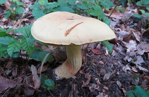 Ziegenlippe; Foto Michael 21.6.24 Ziegenlippe; Foto Michael 21.6.24