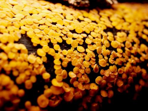 Zitronengelbe Reisigbecherchen; Foto Baeri 23.10.25