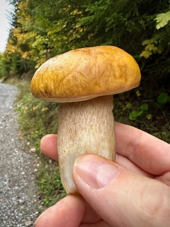 Ein sehr seltener Zitronengelber Steinpilz (Foto © Orest) 1.10.22