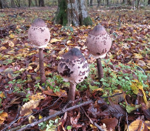 Zitzenriesenschirmpilze; Foto Michael 31.10.23