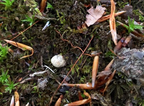 Ein noch winziger zweiter Sommersteinpilz; Foto Stefan 7.5.25