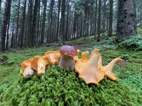 Zwischenstand mit Steinpilz und kräftigen Pfifferlingen; Foto Heiko 25.7.25