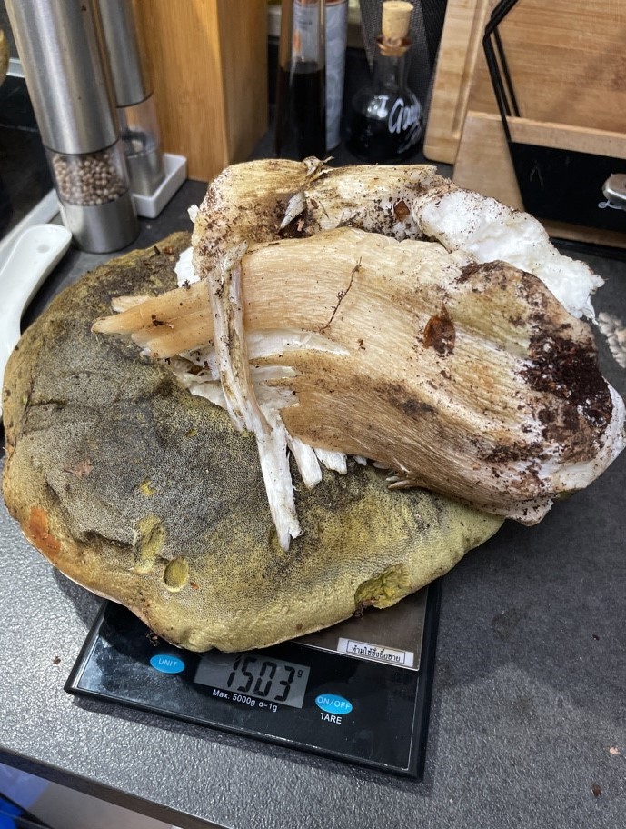 Gammelsteinpilz; Foto Polina Gammelsteinpilz; Foto Polina