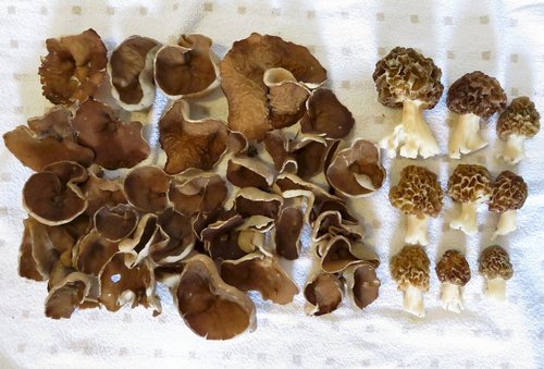 Morchelbecherlinge und Speisemorcheln; Foto Michael 26.3.24 Morchelbecherlinge und Speisemorcheln; Foto Michael 26.3.24