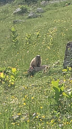 Ein neugieriges Murmeltier schaut bei der Pfifferlingslese zu; Foto Christoph 30.6.24